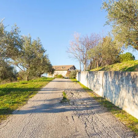 L'antico Ulivo